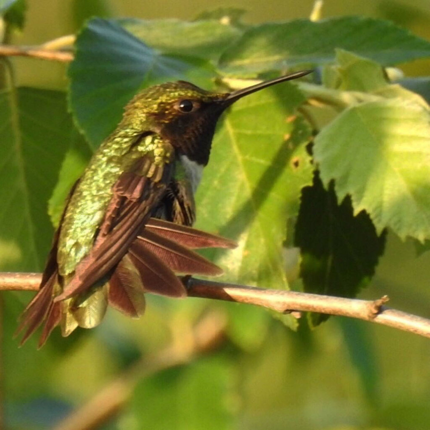 Hummingbird